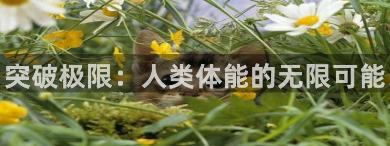 球速体育：突破极限：人类体能的无限可能
